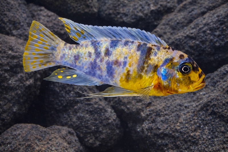 Maylandia fainzilberi 'Pomonda Rock'